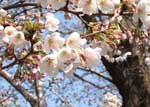 枝先に咲いた桜の写真