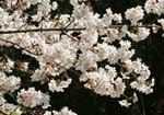 満開の桜を付けた枝の写真