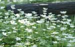 白い花の群生の写真