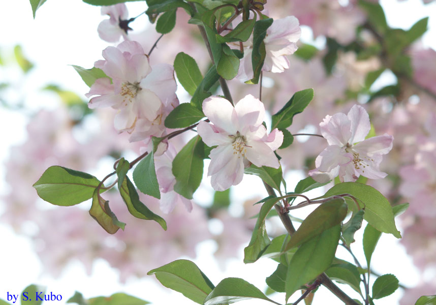 薄いピンクの花の写真