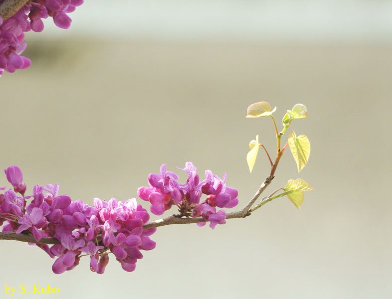 粒状の小さな花をつけた枝先の写真