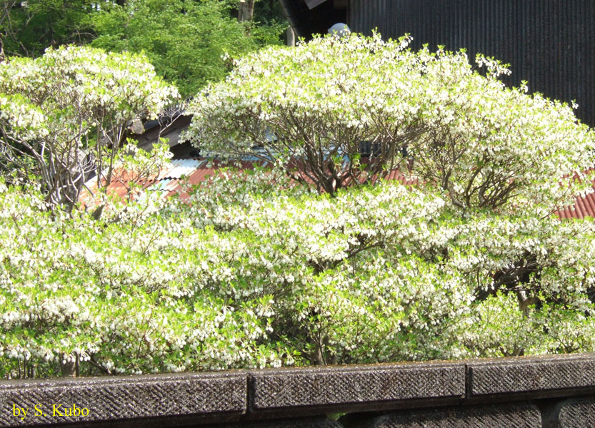 白い花をびっしりとつけた木の写真