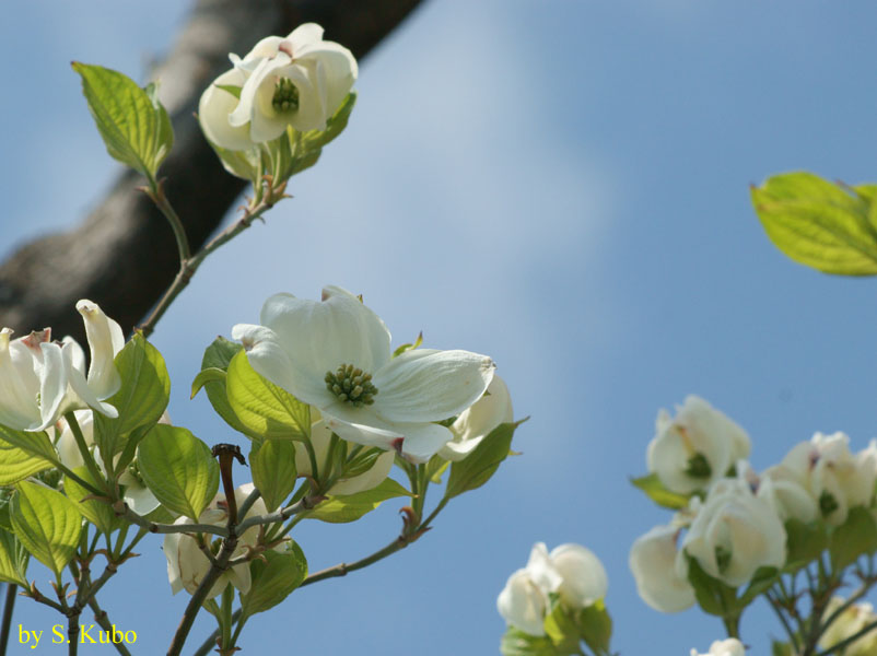青空を背景に咲く数輪の白い花の写真