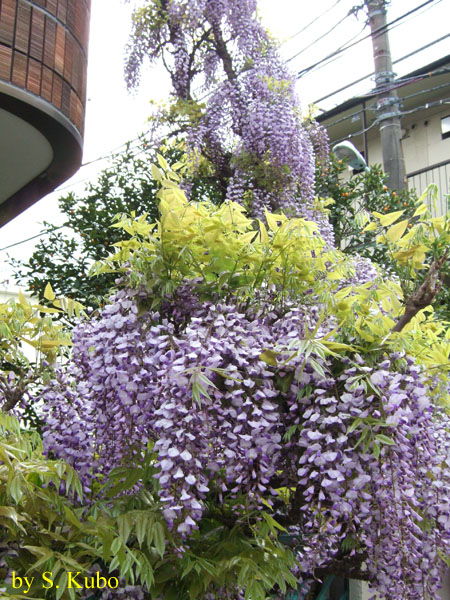 房状に咲くたくさんの花の写真