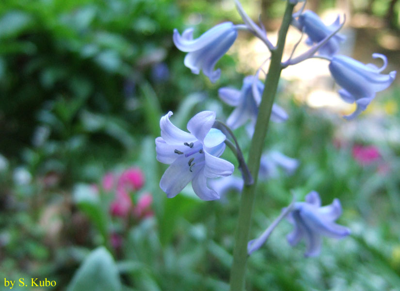 水色の花数輪の写真