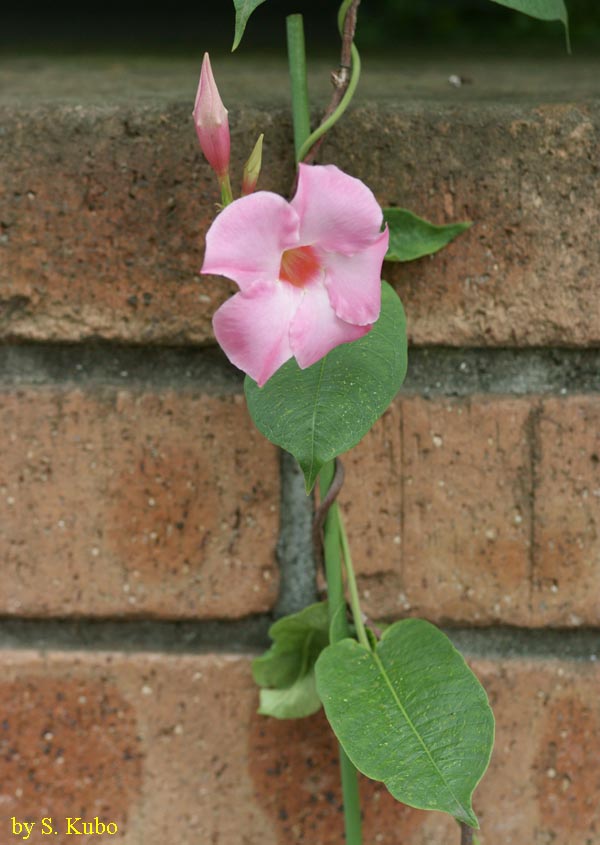 朝顔に似たピンクの花の写真