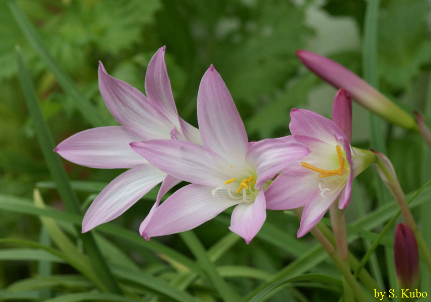 並んで咲く白とピンクの花の写真