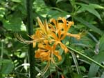 斜めに傾いたオレンジ色の花の写真
