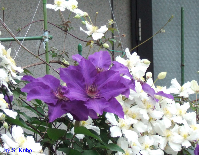 白い花を背景にした紫色の花の写真