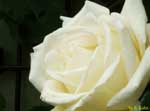 白いバラのアップの写真