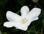 白い花のアップの写真