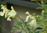 薄い緑色のホットリップスの花の写真