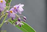 薄紫の花とつぼみの写真の写真