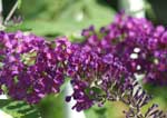 紫色の小さい花の房の写真