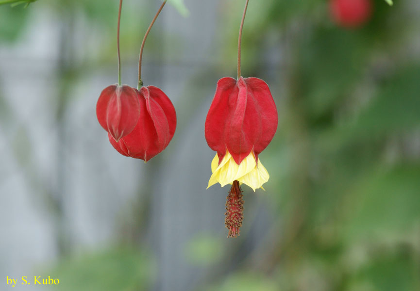 ぶら下がって咲く赤い花の写真