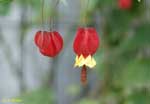 ぶら下がって咲く赤い花の写真