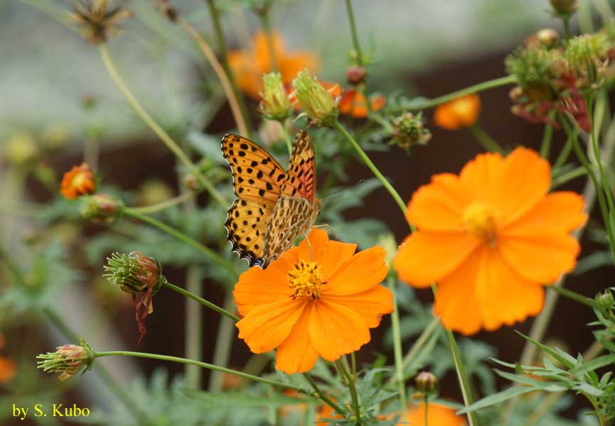 オレンジ色の花にとまる蝶の写真