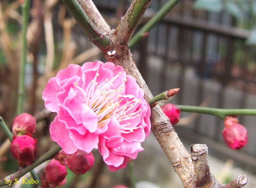 ピンクの花の写真