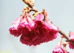 下向きに固まって咲く濃いピンクの花の写真
