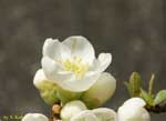 白い花とつぼみの写真