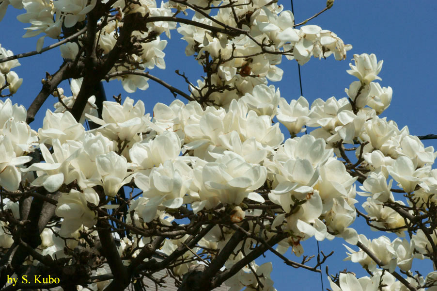 大きな白い花をたくさん付けた木の写真
