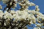 大きな白い花をたくさん付けた木の写真