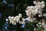 ほぼ満開の桜の枝先の写真