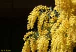 房状に咲く黄色い花の写真