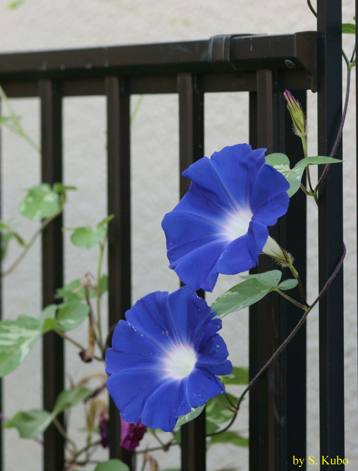 花の写真