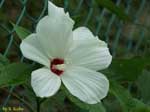 白い花のアップの写真