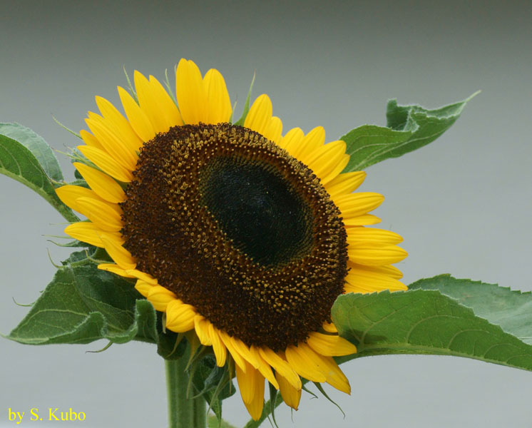 花の写真