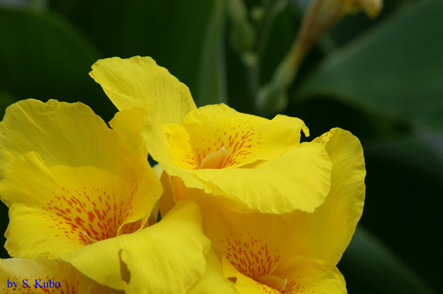 黄色の花の塊の写真