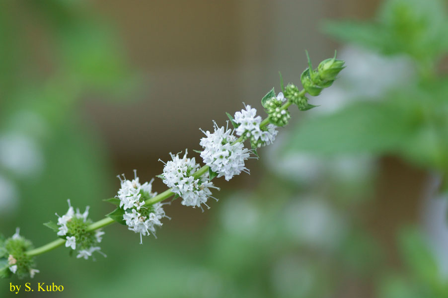 細長い茎に串団子状に咲く花の写真