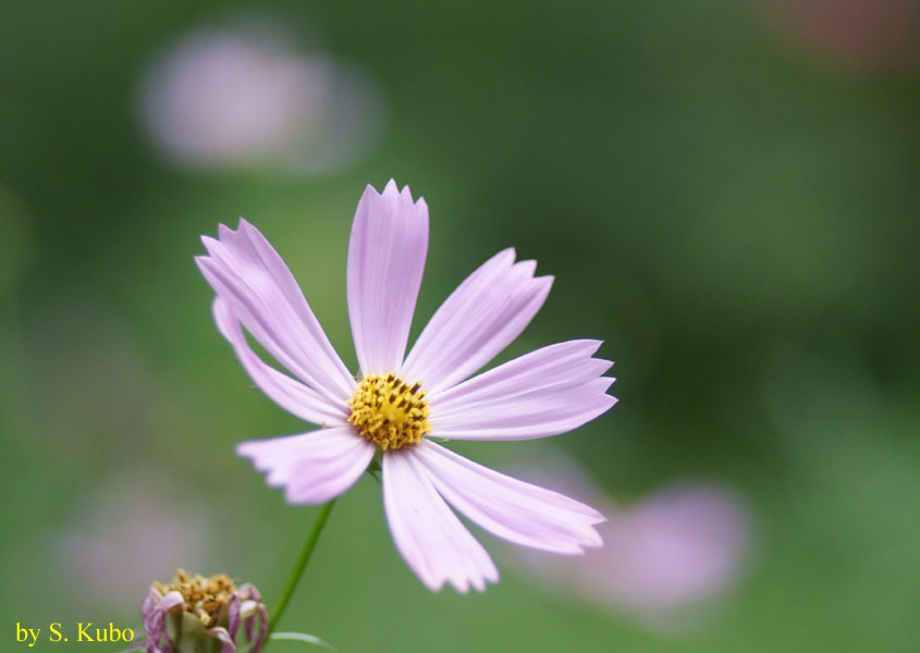 ピンクの花の写真