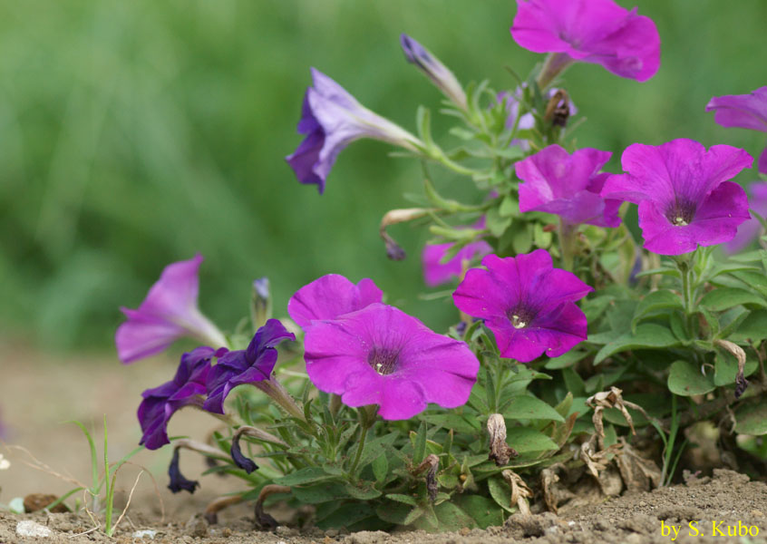 濃いピンクの花の写真