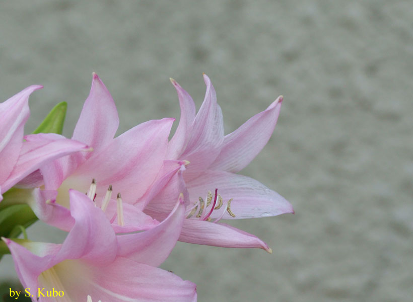 ２，３輪の薄いピンクの花の写真