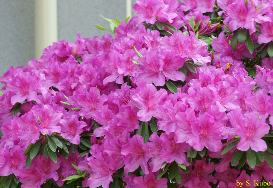 たくさん咲く紫の花の写真