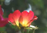 赤い花の写真