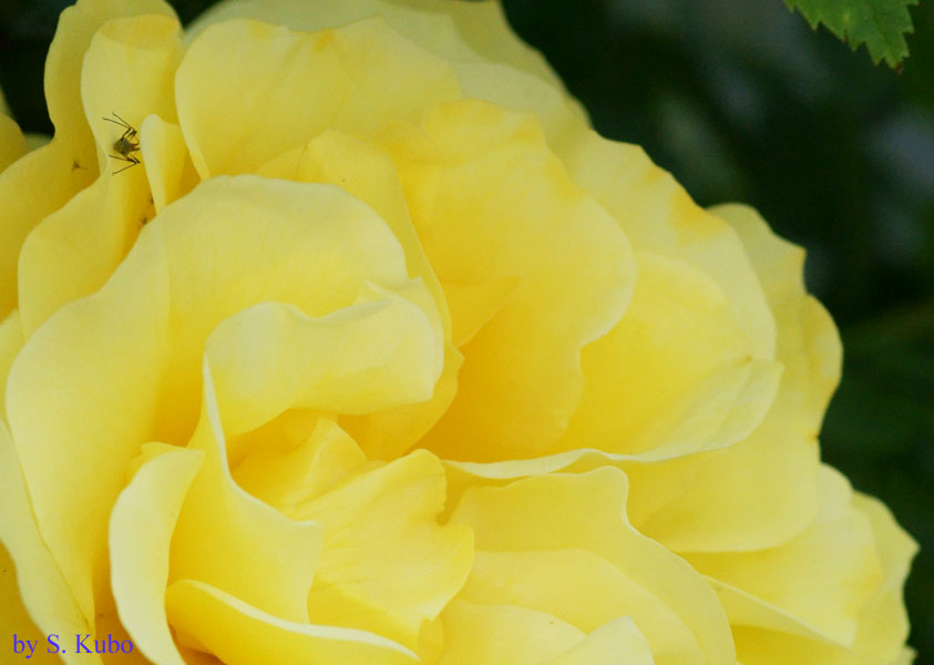 黄色い花の一部をアップにした写真