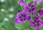 紫色の花の写真
