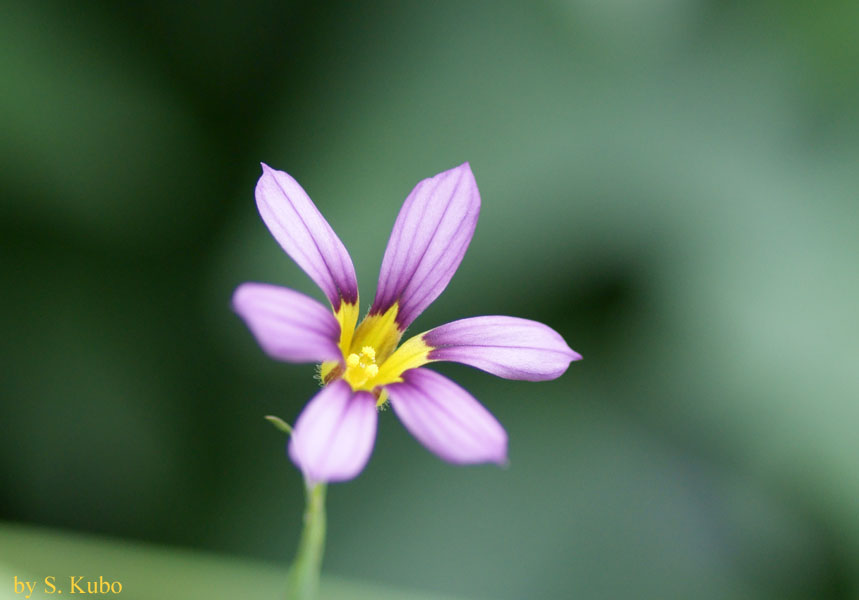 中央が黄色で周囲が紫色の花の写真