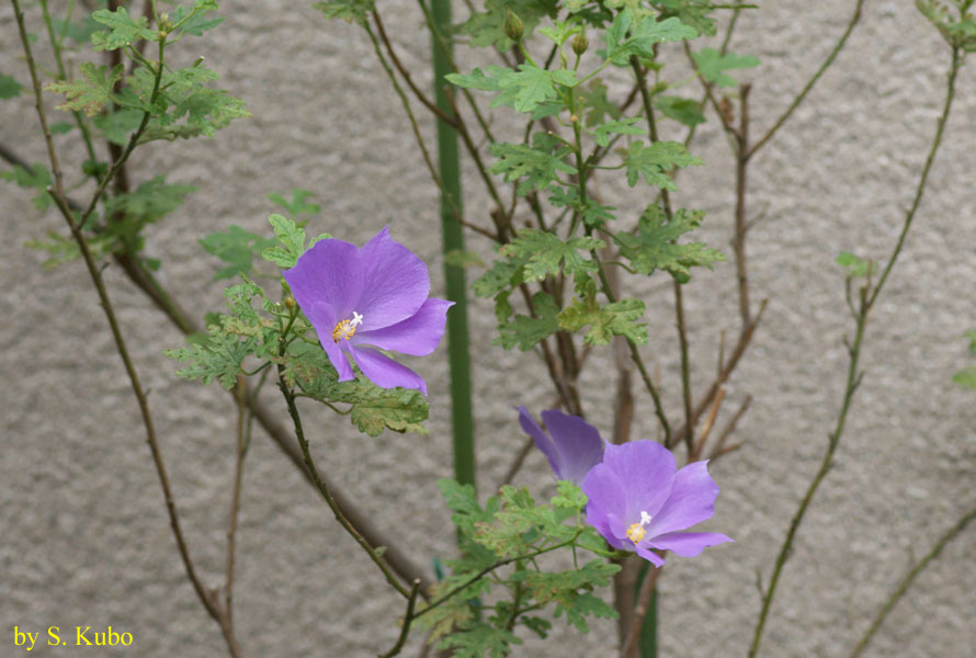 紫色の花の写真