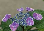 萼に白ので縁取りがある紫陽花の写真