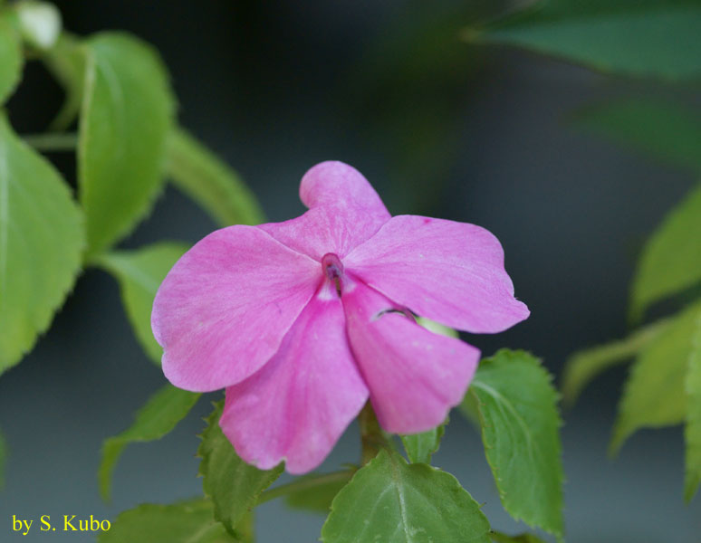 ピンクの花の写真