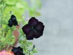 黒い花の写真