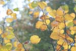 黄葉した葉の写真