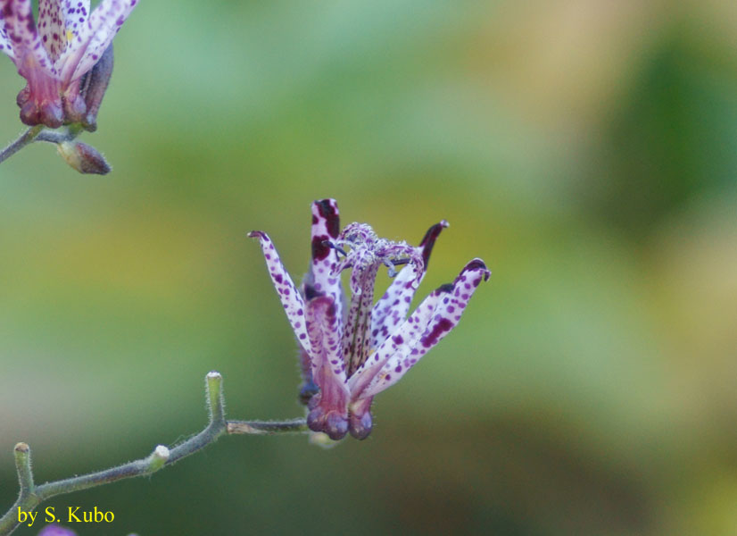 花びらの白地に紫の斑点がある花の写真