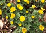 数個の黄色い花の写真