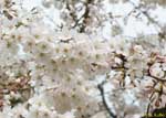桜の花をたくさん付けた枝先の写真