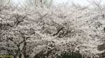 満開の桜のパノラマ風の写真